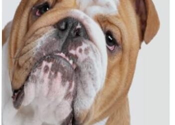 Healthy Breeds Bulldog Smelly Dog Baking Soda Shampoo 8 oz