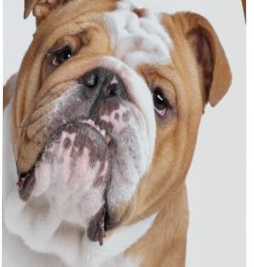 Healthy Breeds Bulldog Smelly Dog Baking Soda Shampoo 8 oz