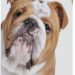 Healthy Breeds Bulldog Smelly Dog Baking Soda Shampoo 8 oz