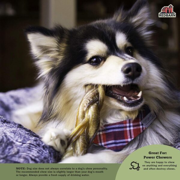 Redbarn Pet Products All Natural 5-8" Braided Bully Sticks for Small & Large Dogs - Healthy Long Lasting Beef Chews Variety Party Pack - Single Ingredient Low Odor Rawhide Free - 8 oz Bag - Image 5