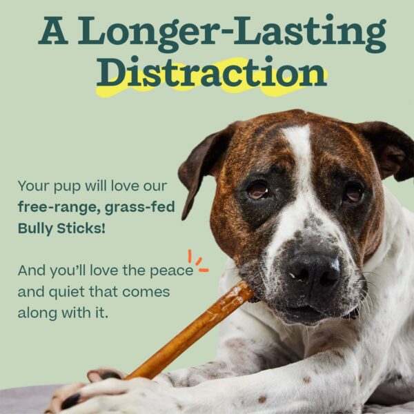 WOOF Bully Sticks Dog Treats - Chew Sticks for Dogs - Long-Lasting Dog Chew Treats - Dog Products Made with Free-Range, Grass-Fed Beef - 6" Sticks - 5pk - Image 3