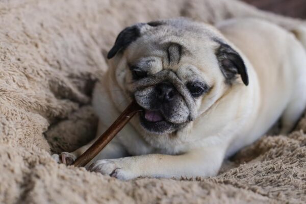 Top Dog Chews 6" Bully Sticks - 25 Pack, All-Natural, Roasted, Sourced from Free-Range Beef, High Protein, Low Fat Dog Chews for Healthy Teeth, Gums & Chewing Satisfaction. - Image 8