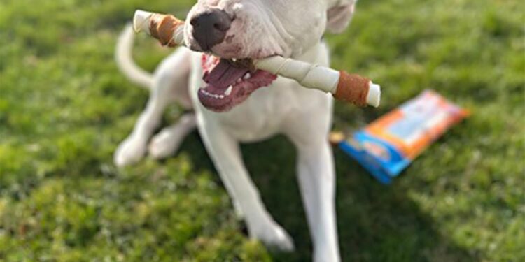 Cadet Gourmet Shish Kabob Dog Treats for Large Dogs, Healthy & Natural Chicken & Sweet Potato Chew Sticks, Beef Hide, Extra Large 10 Inch, 4 Count (Pack of 1)