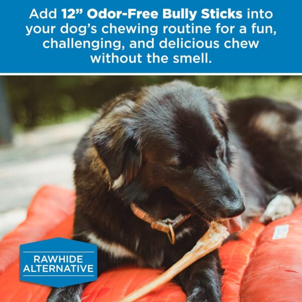Best Bully Sticks 12 Inch Odor-Free Bully Sticks for Dogs - 12 Count (Pack of 1) - Natural Grass-Fed Beef, Easily Digestible, No Grain or Rawhide - Large Breeds - Image 6