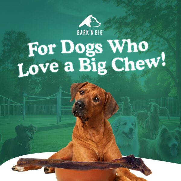 BARK'N BIG 12 Inch Monster Bully Sticks for Large Dogs - Colossal Bullarge Size - Made in USA - Single Ingredient Dog Chew - Super Premium Pizzle Sticks - Jumbo Beef Pizzles for Large Breeds - 1 ct - Image 3