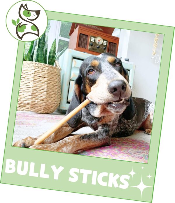 Nature Gnaws Bully Sticks for Dogs 11-12" (8oz) - Mixed Thickness - Long Lasting for Aggressive Chewers and Large Dogs - Natural Beef Dog Chew Bones - Image 6