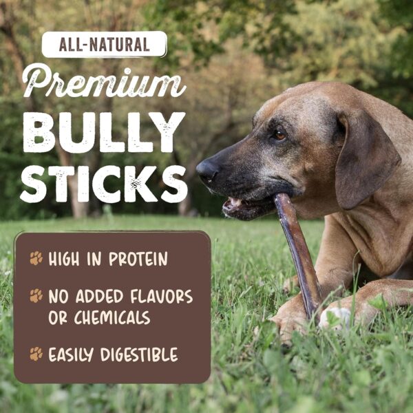 Mighty Paw Naturals 12" Bully Sticks for Dogs - Grass Fed Beef Chews. Dog Bully Sticks for Large Dogs, Medium and Small Breeds. Lower Odor Treats for Small Pets. Single Ingredient - Image 3