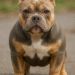 Pocket Bullies Uncovered: Exploring Their Distinct Traits and Behavior