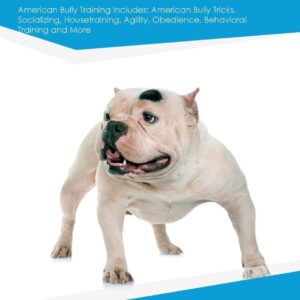 American Bully Training Guide American Bully Training Includes: American Bully Tricks, Socializing, Housetraining, Agility, Obedience, Behavioral Training, and More