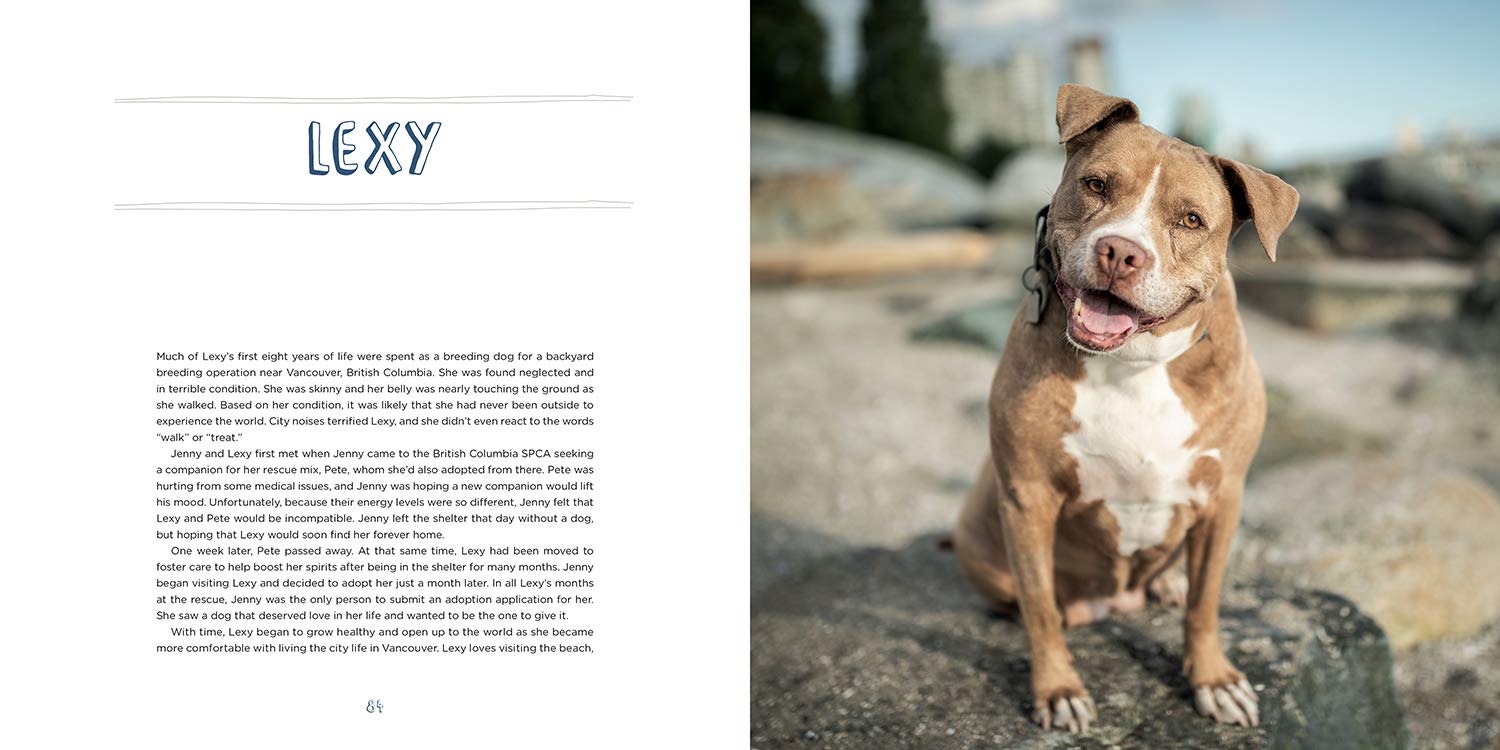 Pit Bull Heroes: 49 Underdogs with Resilience and Heart - Image 3