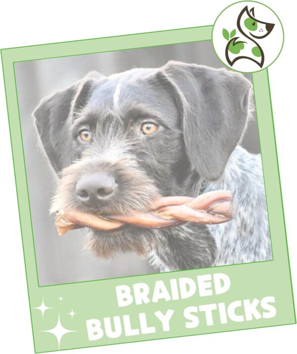 Nature Gnaws Braided Bully Sticks for Dogs 5-6" (3 Count) - Long Lasting for Small and Medium Dogs - Natural Beef Dog Chew Bones - Rawhide Free - Image 8