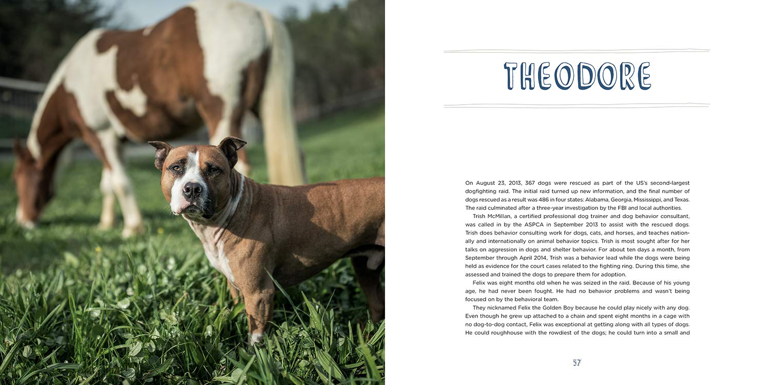 Pit Bull Heroes: 49 Underdogs with Resilience and Heart - Image 2