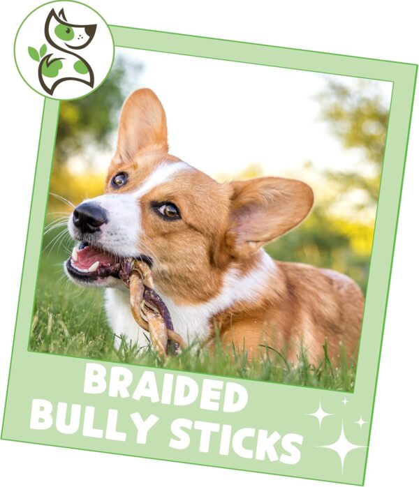 Nature Gnaws Braided Bully Sticks for Dogs 5-6" (3 Count) - Long Lasting for Small and Medium Dogs - Natural Beef Dog Chew Bones - Rawhide Free - Image 7