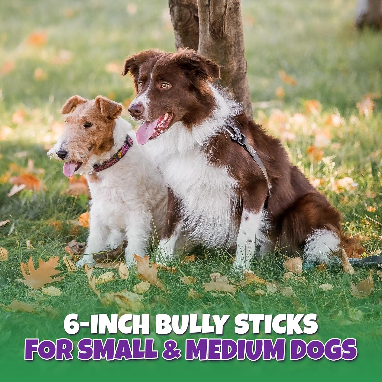 Bully Sticks for Dogs Sourced & Made in USA, All-Natural Taste, Shape, & Color, 6 inch Pizzle Sticks, Bully Bones for Small and Medium Dogs, Includes 12 to 14 Rawhide-Free Treats Per Bag, 8oz - Image 7