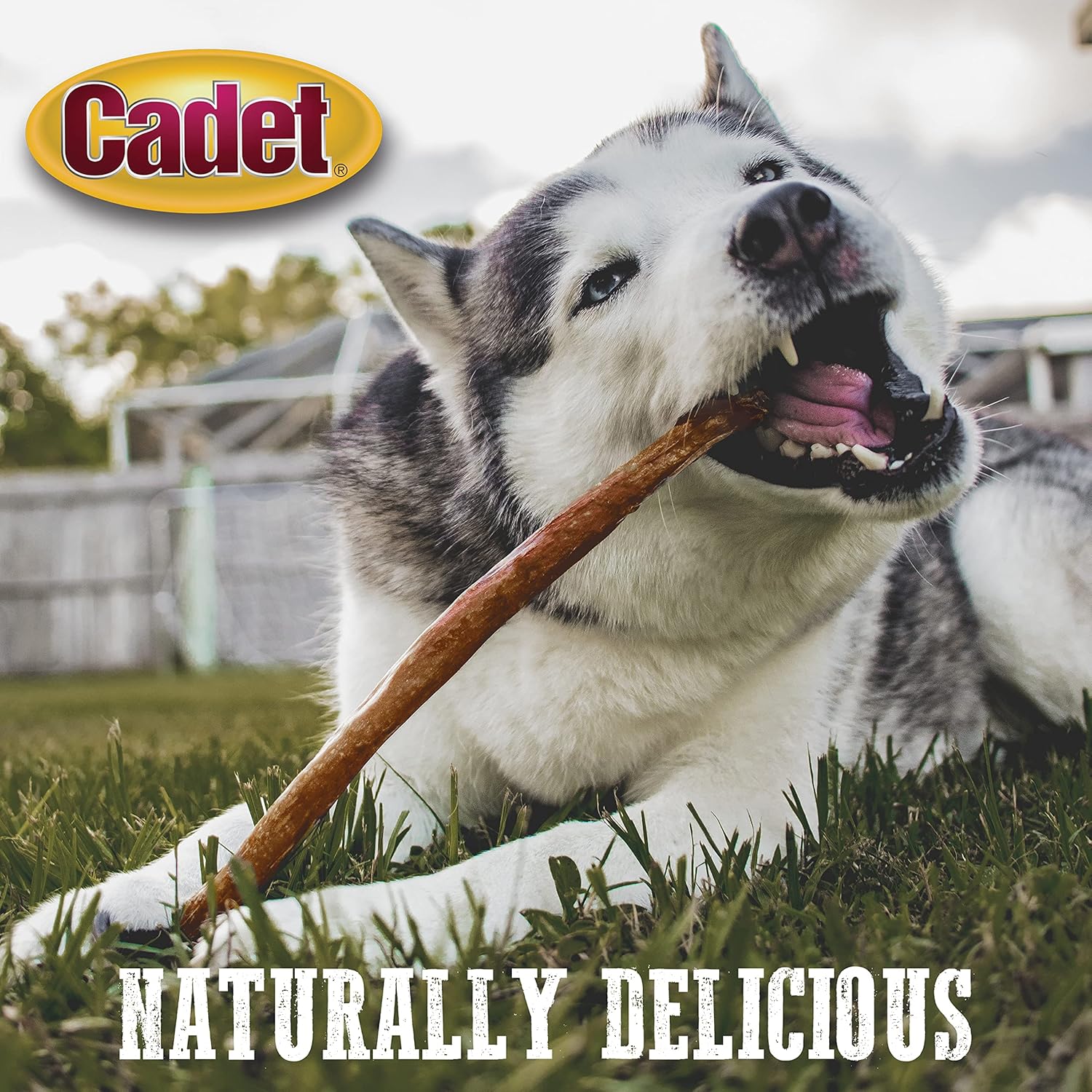 Cadet Bully Hide Sticks for Large Dogs, All-Natural Beef Pizzle, Limited-Ingredient Long-Lasting Dog Chews for Aggressive Chewers, 1 Count - Image 12
