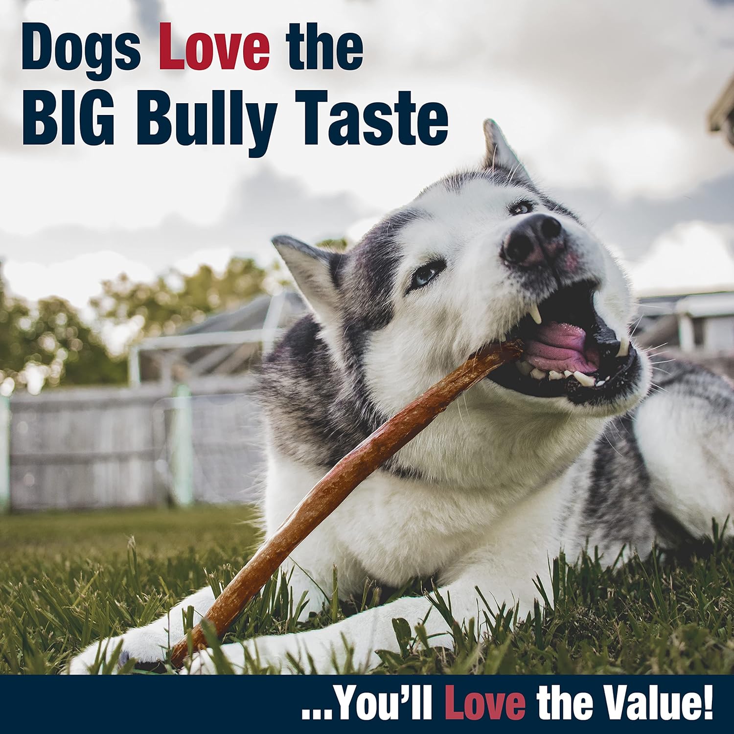 Cadet Bully Hide Sticks for Large Dogs, All-Natural Beef Pizzle, Limited-Ingredient Long-Lasting Dog Chews for Aggressive Chewers, 1 Count - Image 6